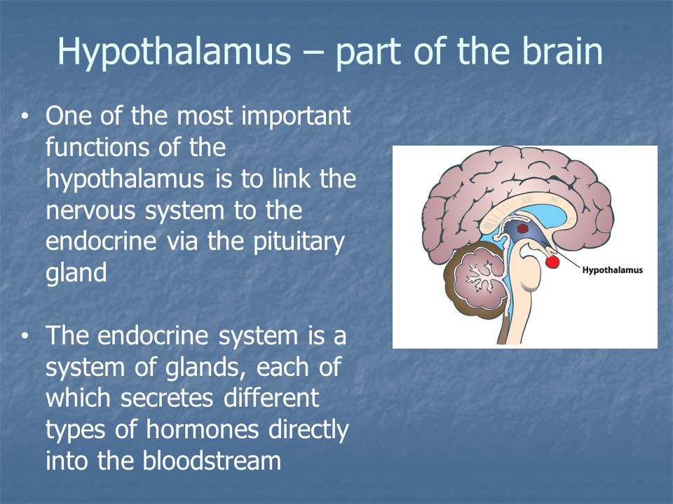 Hypothalamus – part of the brain One of the most important functions of the hypothalamus is to link the nervous system to the endocrine via the pituitary gland The endocrine system is a system of glands, each of which secretes different types of hormones directly into the bloodstream