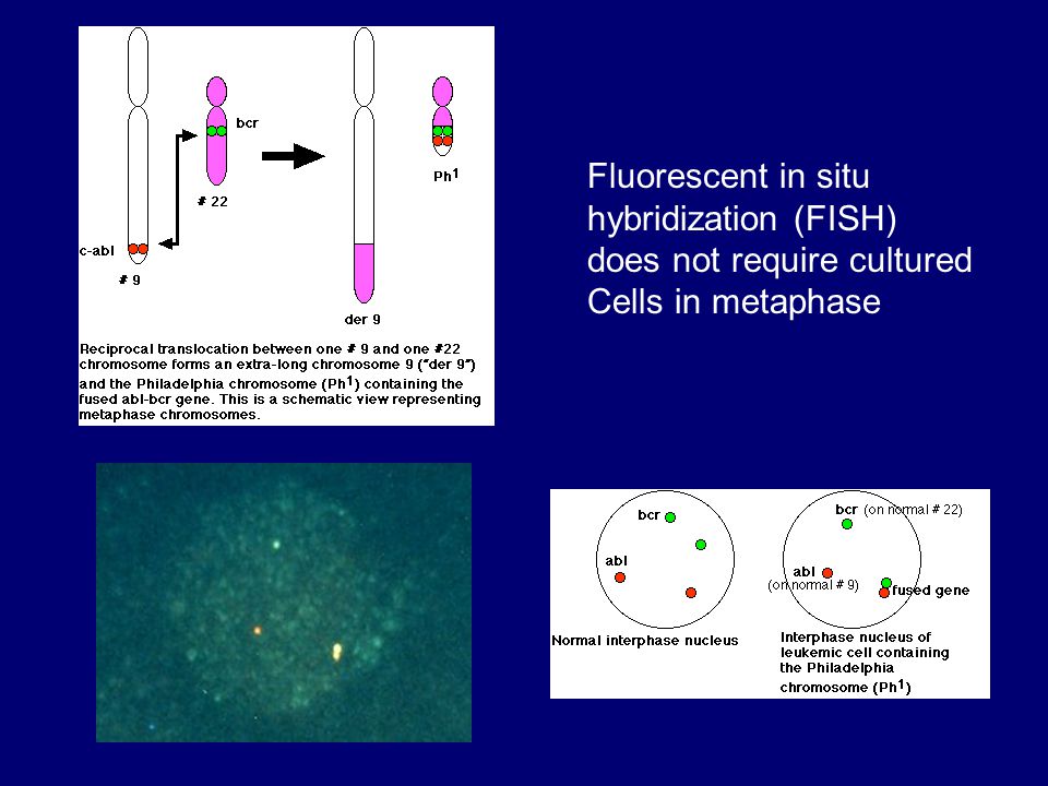 Fluorescent in situ hybridization (FISH) does not require cultured Cells in metaphase