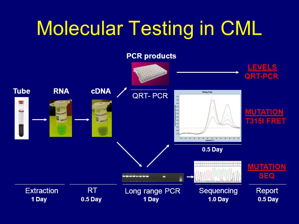 Molecular Testing in CML TubeRNAcDNA PCR products 1 Day ReportExtraction RT 1 Day Sequencing 1.0 Day 0.5 Day Long range PCR QRT- PCR 0.5 Day LEVELS QRT-PCR MUTATION T315I FRET MUTATION SEQ WT T315I 5%
