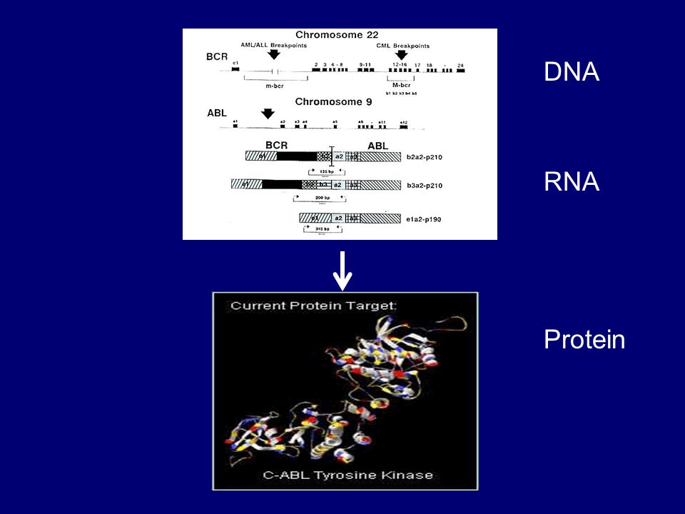 DNA RNA Protein