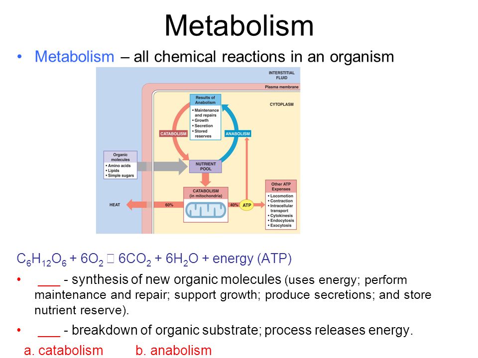 Metabolism Metabolism – all chemical reactions in an organism C 6 H 12 O 6 + 6O 2 → 6CO 2 + 6H 2 O + energy (ATP) ___ - synthesis of new organic molecules (uses energy; perform maintenance and repair; support growth; produce secretions; and store nutrient reserve).