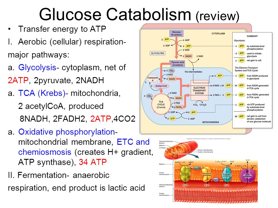 Glucose Catabolism (review) Transfer energy to ATP I.