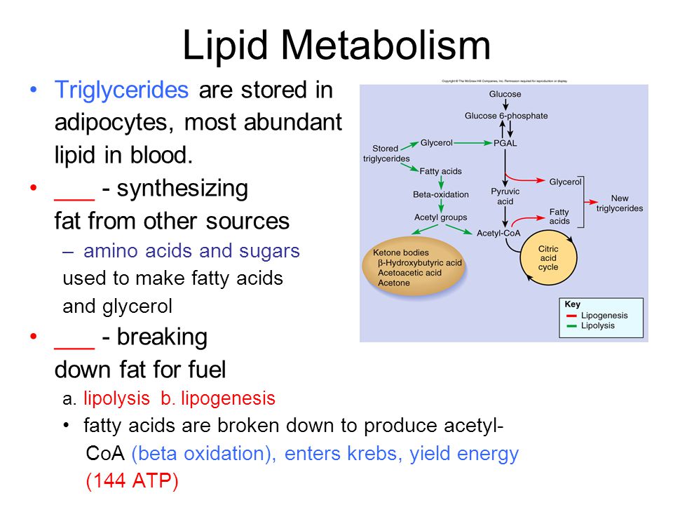 Lipid Metabolism Triglycerides are stored in adipocytes, most abundant lipid in blood.