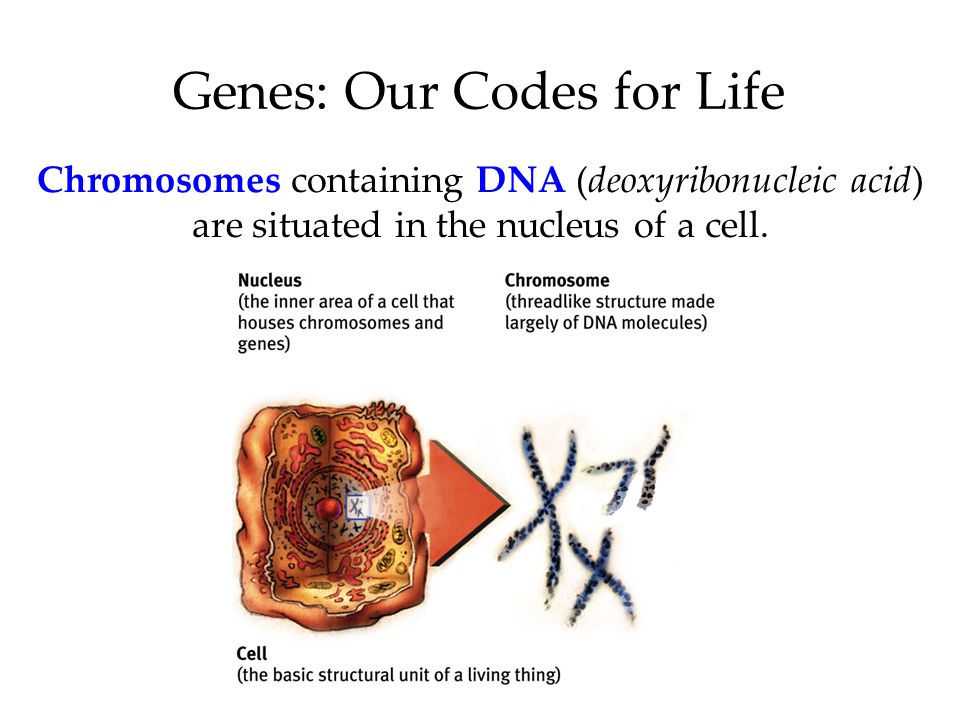 Chromosomes containing DNA (deoxyribonucleic acid) are situated in the nucleus of a cell.