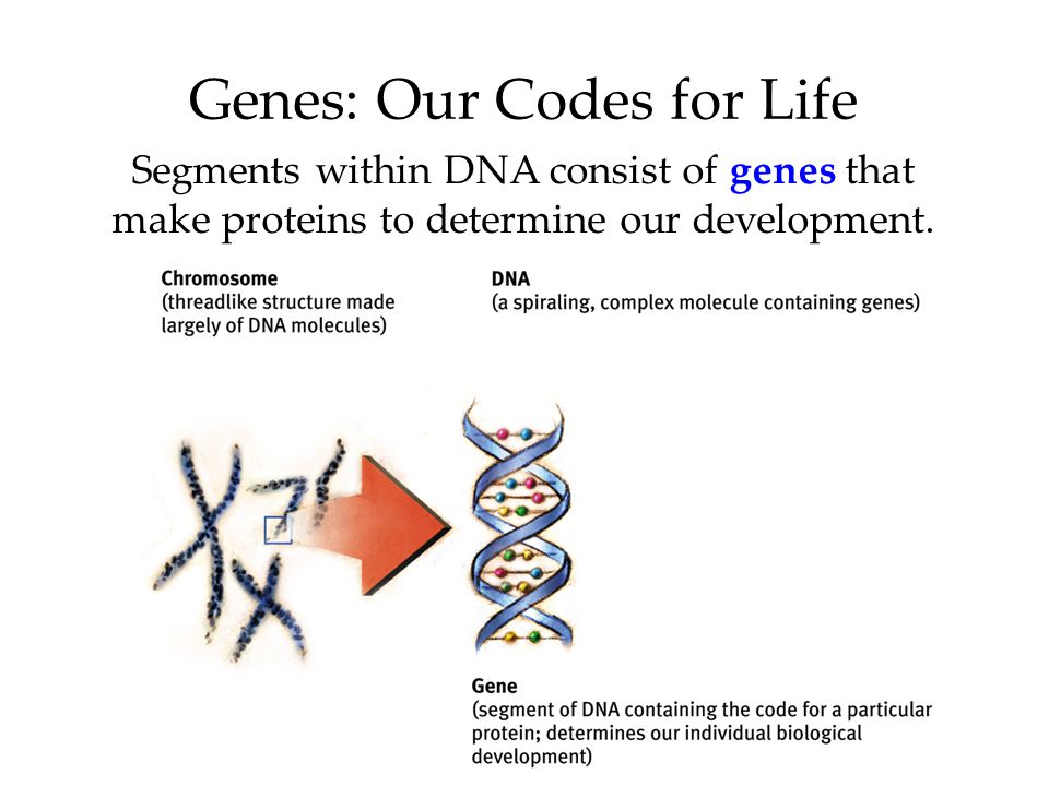 Segments within DNA consist of genes that make proteins to determine our development.