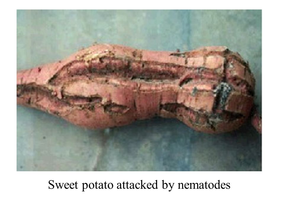 Sweet potato attacked by nematodes
