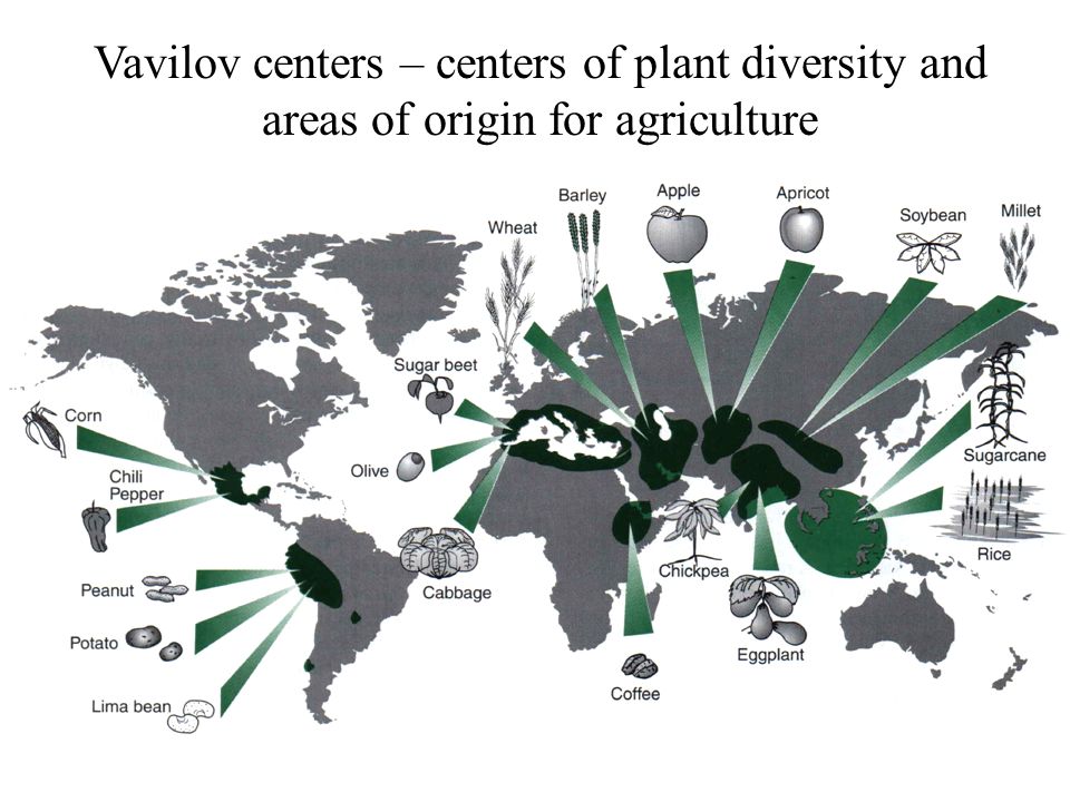 Vavilov centers – centers of plant diversity and areas of origin for agriculture