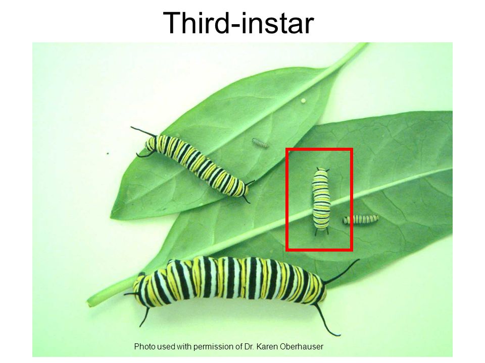 Third-instar Photo used with permission of Dr. Karen Oberhauser