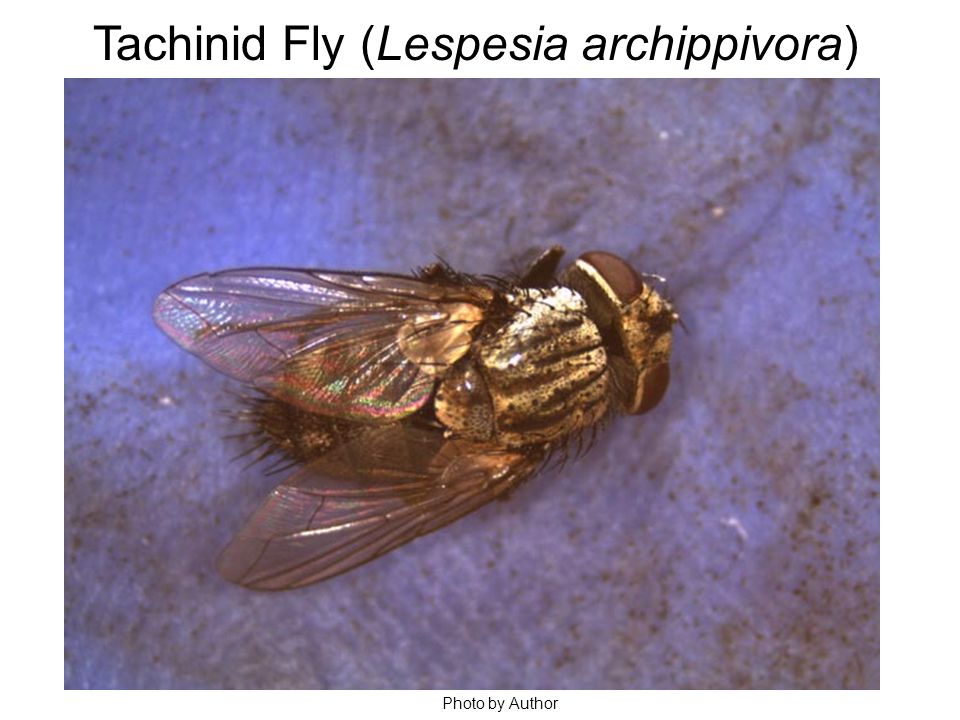 Tachinid Fly (Lespesia archippivora) Photo by Author