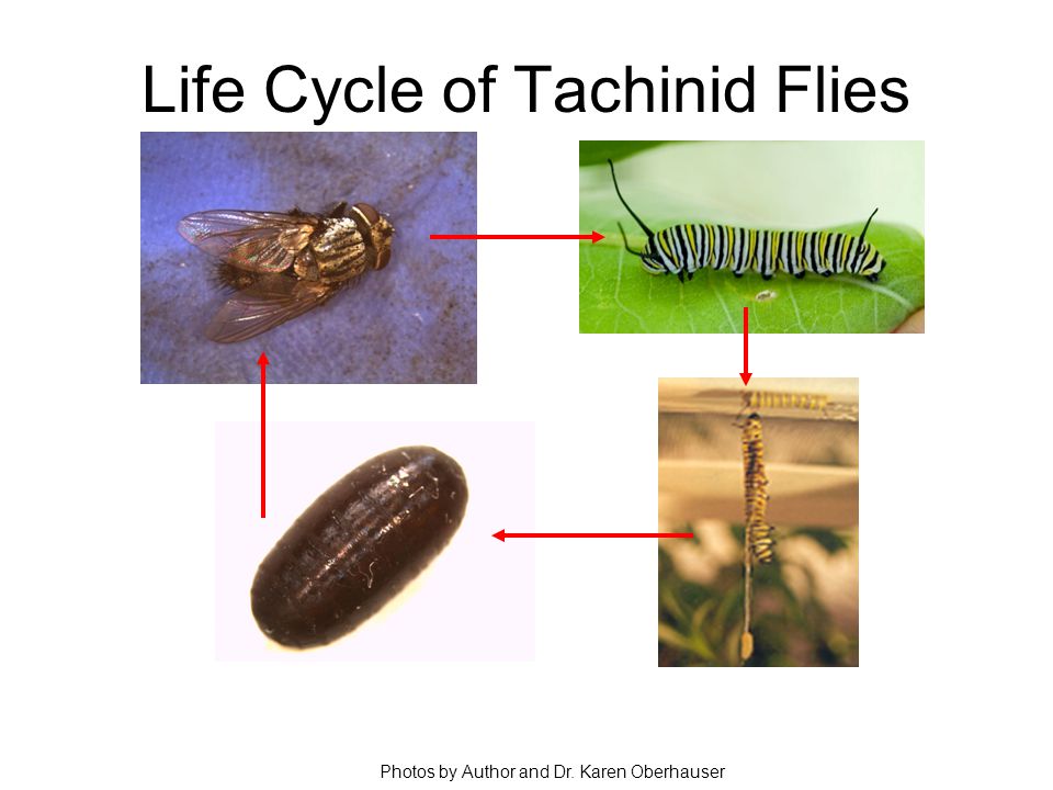 Life Cycle of Tachinid Flies Photos by Author and Dr. Karen Oberhauser
