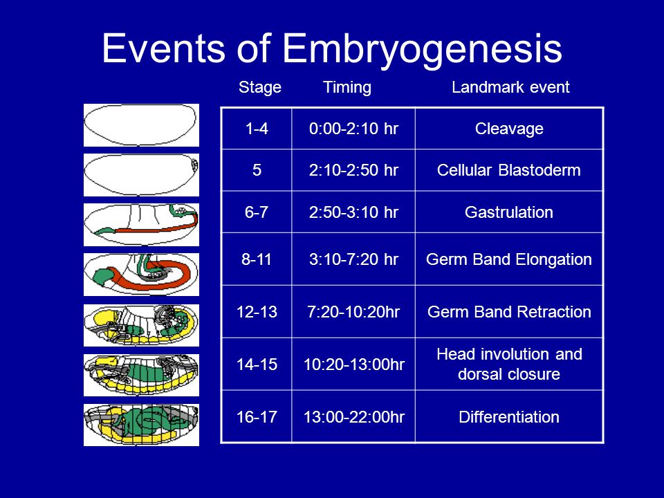 Events of Embryogenesis 1-40:00-2:10 hrCleavage 52:10-2:50 hrCellular Blastoderm 6-72:50-3:10 hrGastrulation 8-113:10-7:20 hrGerm Band Elongation :20-10:20hrGerm Band Retraction :20-13:00hr Head involution and dorsal closure :00-22:00hrDifferentiation Stage Timing Landmark event