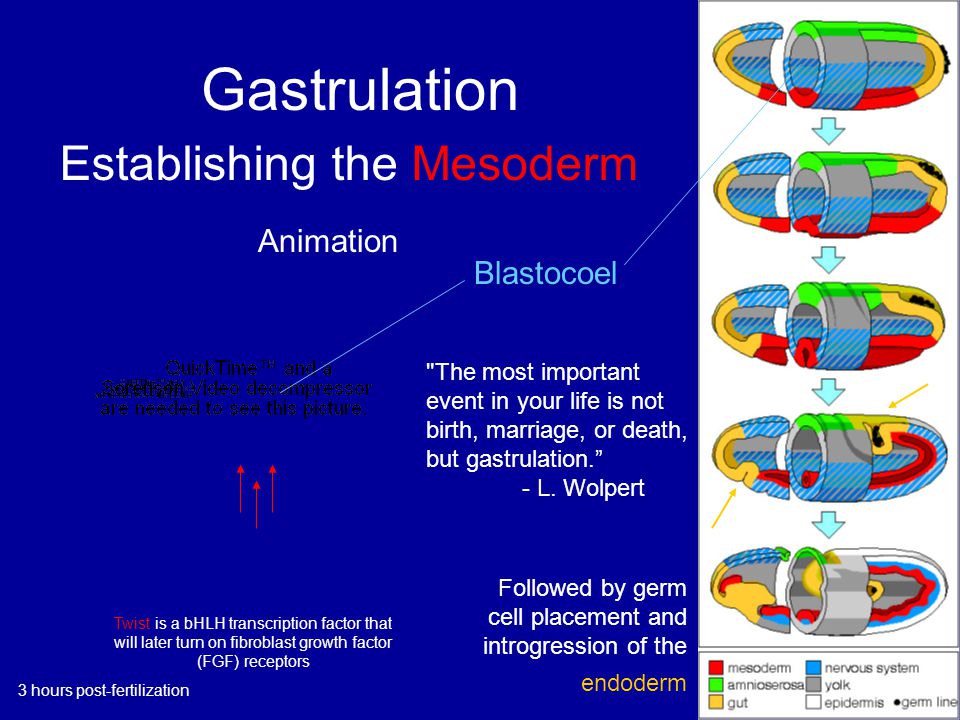 Gastrulation Blastocoel Twist is a bHLH transcription factor that will later turn on fibroblast growth factor (FGF) receptors Animation The most important event in your life is not birth, marriage, or death, but gastrulation. - L.