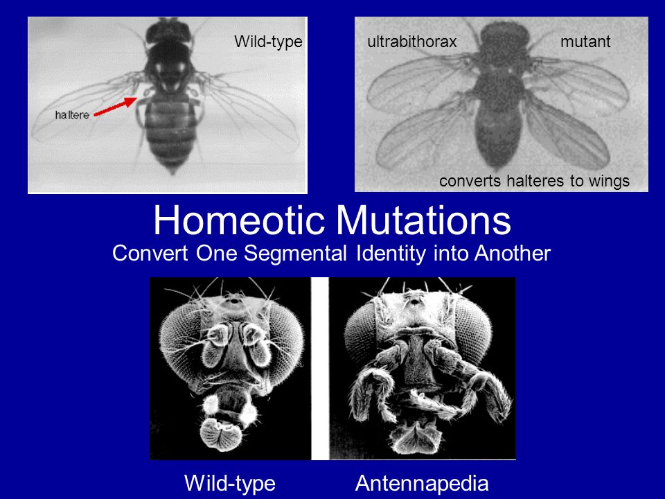 Homeotic Mutations Wild-typeultrabithorax mutant converts halteres to wings Convert One Segmental Identity into Another Wild-type Antennapedia