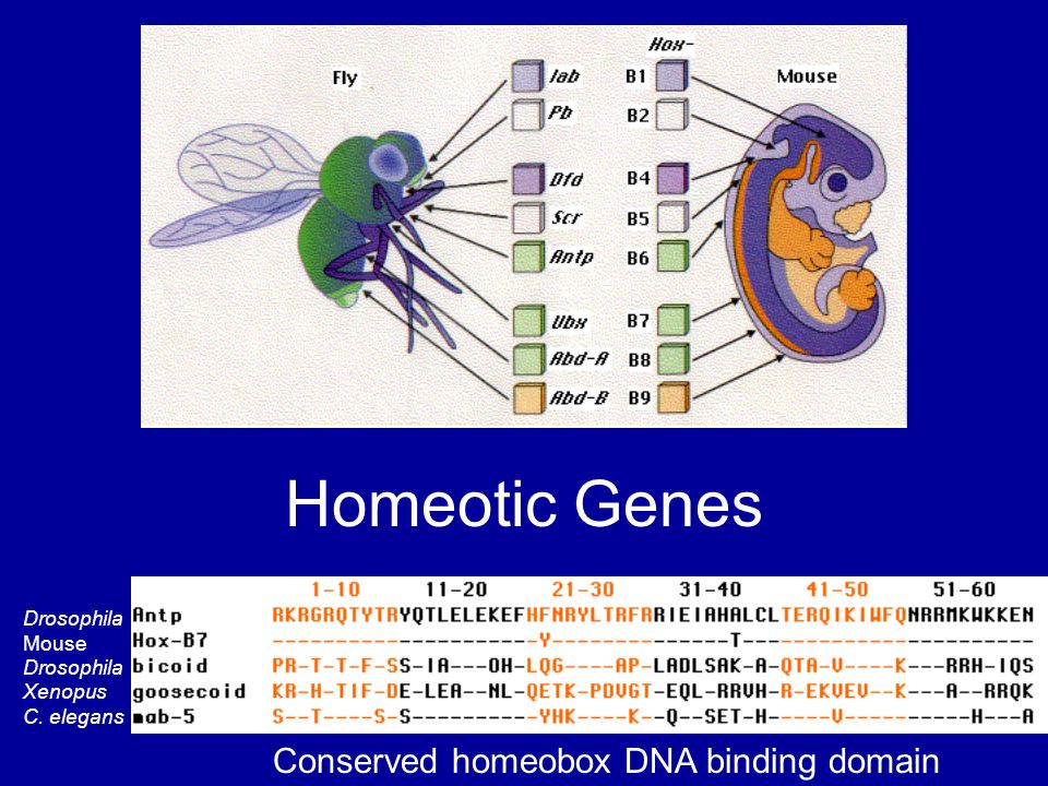 Homeotic Genes Drosophila Mouse Drosophila Xenopus C. elegans Conserved homeobox DNA binding domain