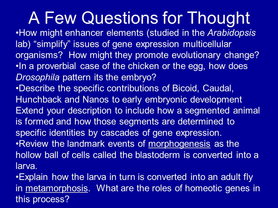 A Few Questions for Thought How might enhancer elements (studied in the Arabidopsis lab) simplify issues of gene expression multicellular organisms.