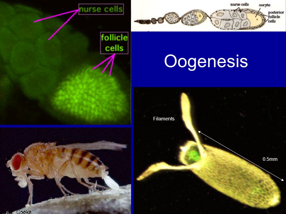 Oogenesis Filaments 0.5mm