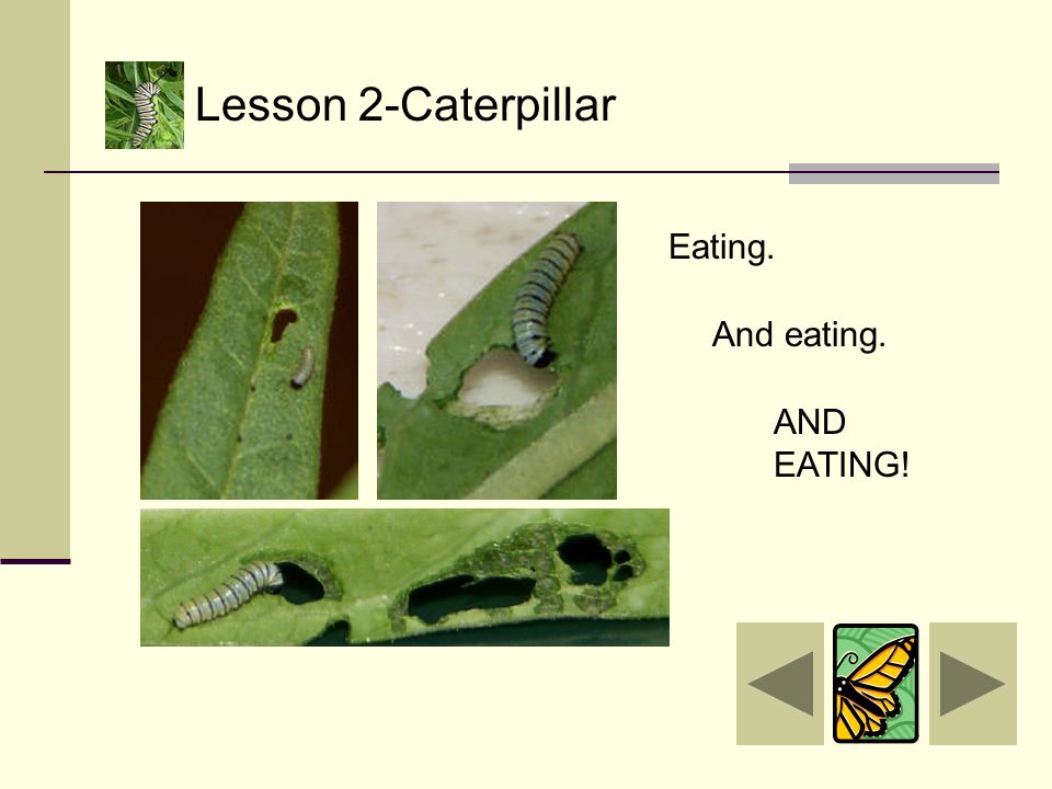 Lesson 2-Caterpillar The newborn caterpillar will spend from two weeks to one month…