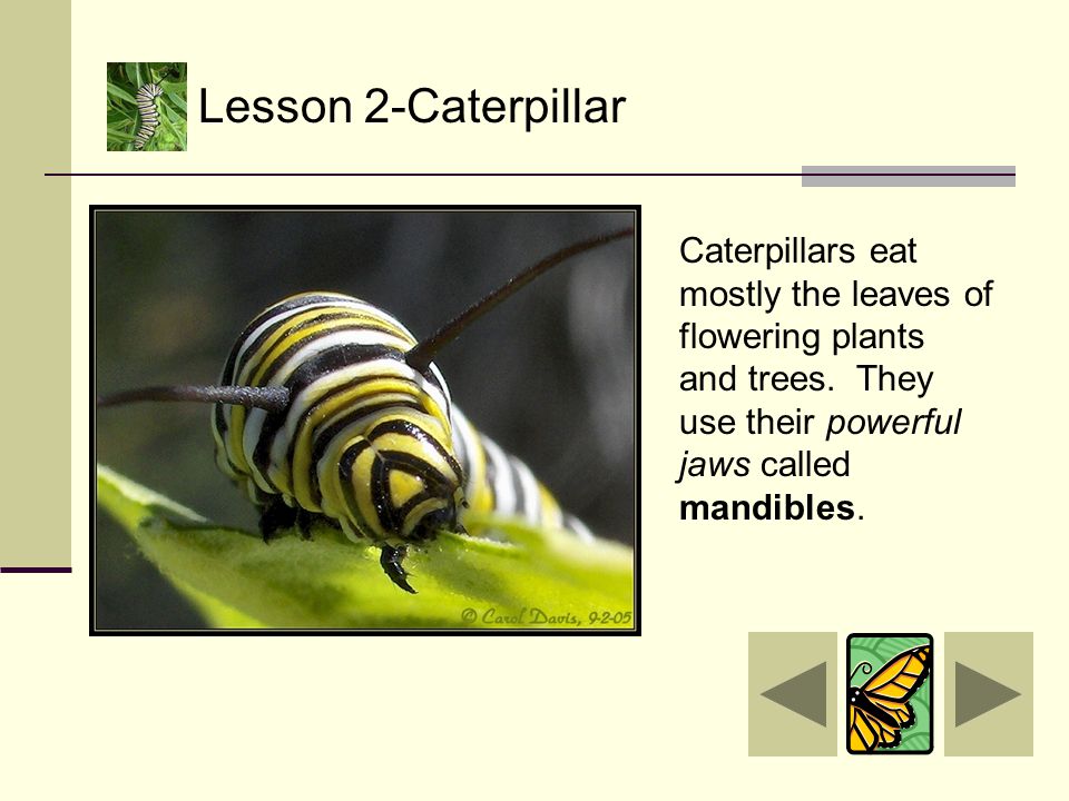Eating. And eating. AND EATING! Lesson 2-Caterpillar
