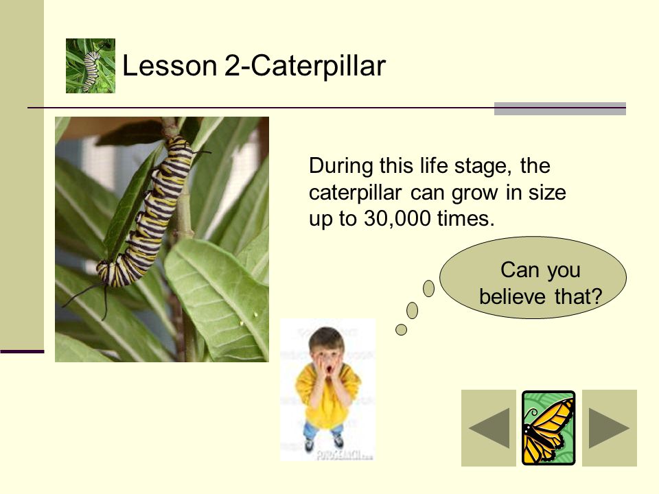 Caterpillars eat mostly the leaves of flowering plants and trees.