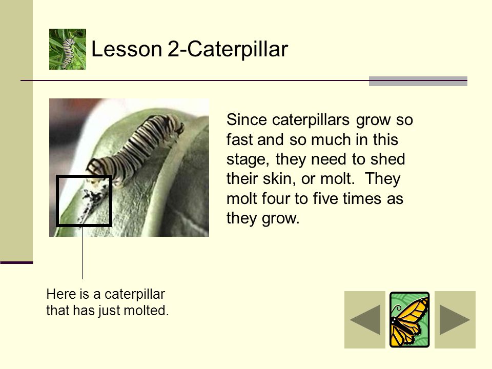 Lesson 2-Caterpillar During this life stage, the caterpillar can grow in size up to 30,000 times.