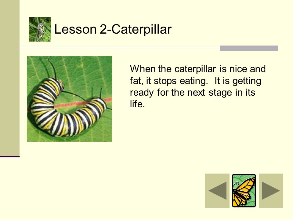 Here is a caterpillar that has just molted.