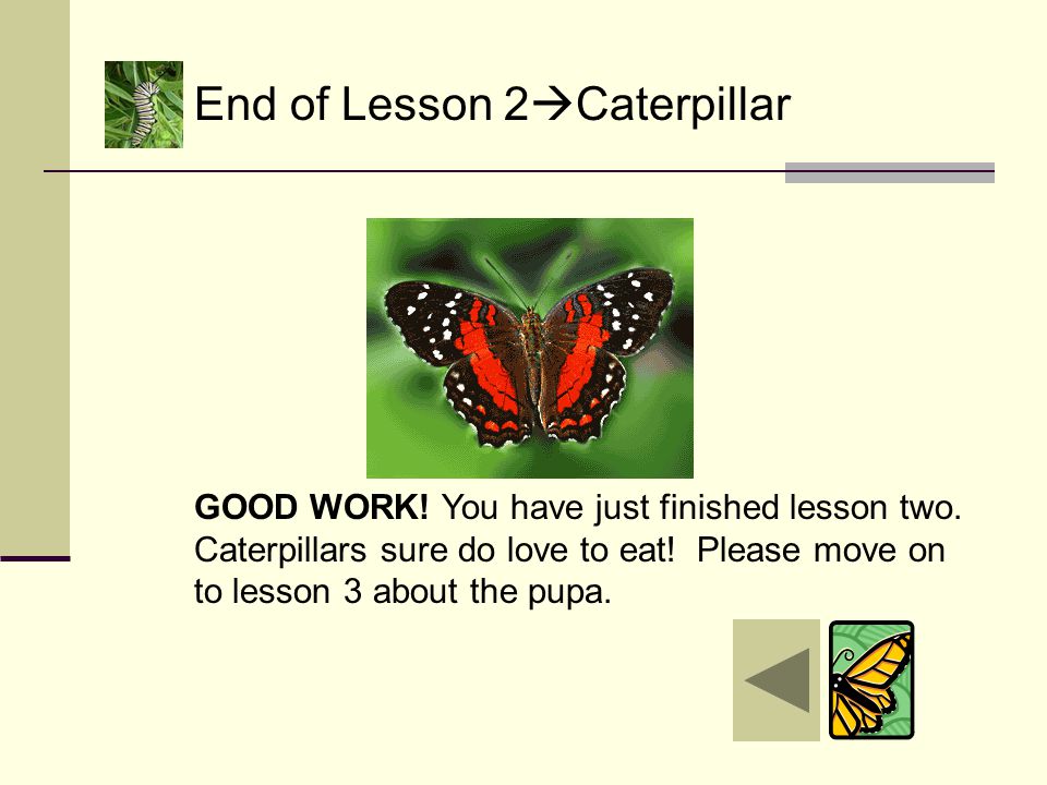 When the caterpillar is nice and fat, it stops eating.