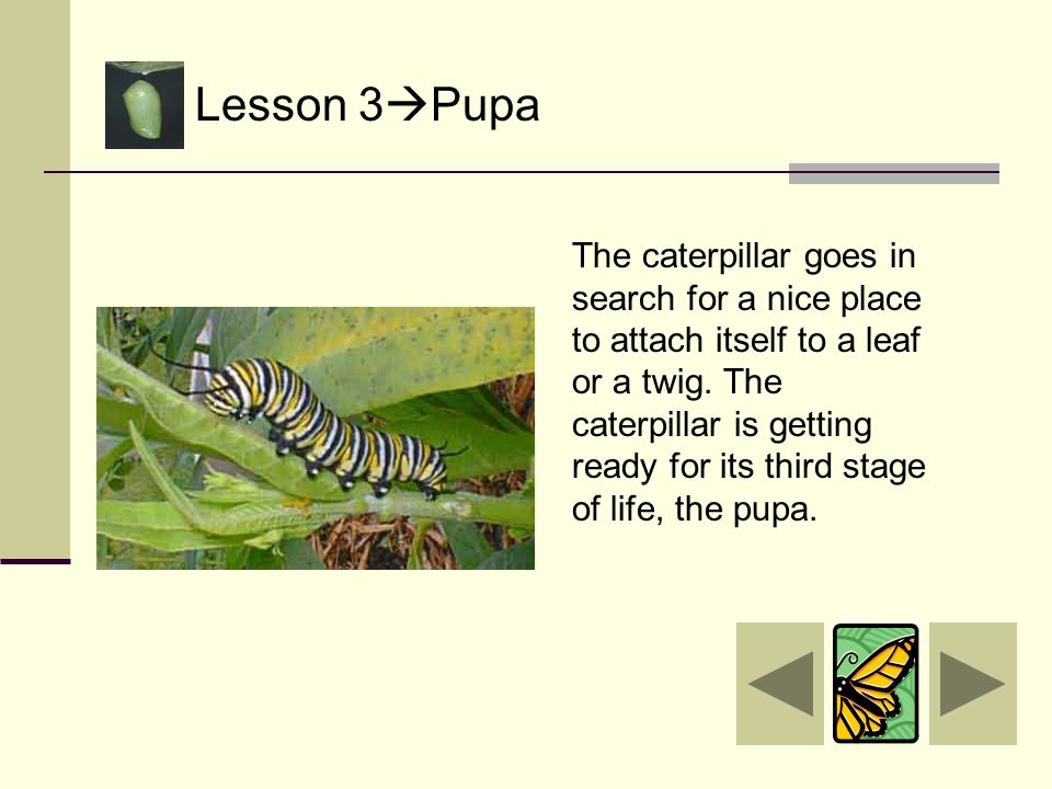 End of Lesson 2  Caterpillar GOOD WORK. You have just finished lesson two.