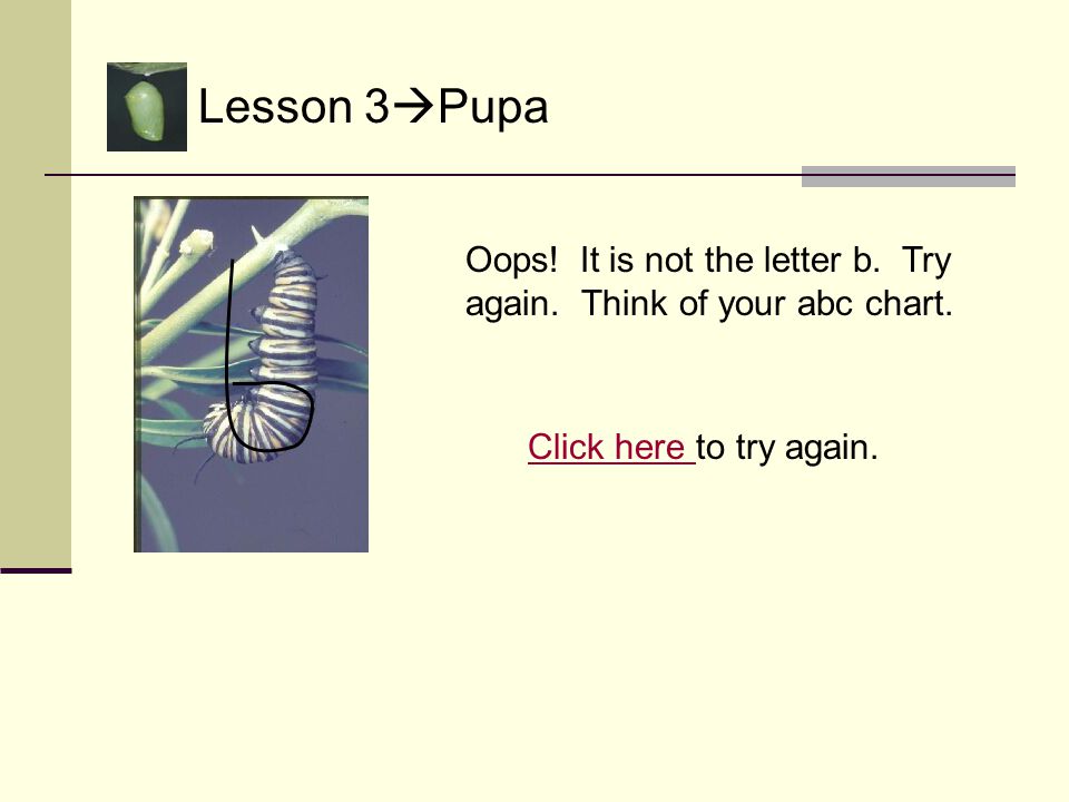 Lesson 3  Pupa The caterpillar attaches itself to a twig or leaf by making a little pad of silk.