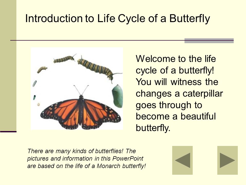 Subject  Science Grade Level  First Grade Designer  Sarah Patterson Lesson  Life Cycle of a Butterfly