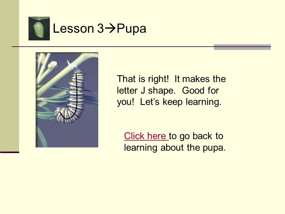 Lesson 3  Pupa Oops. It is not the letter g. Try again.
