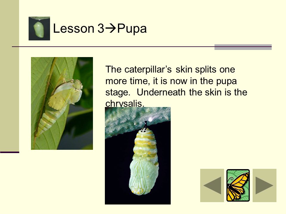 Lesson 3  Pupa That is right. It makes the letter J shape.