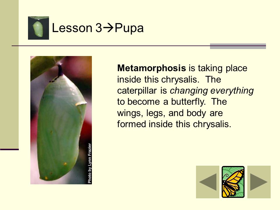Lesson 3  Pupa The caterpillar’s skin splits one more time, it is now in the pupa stage.