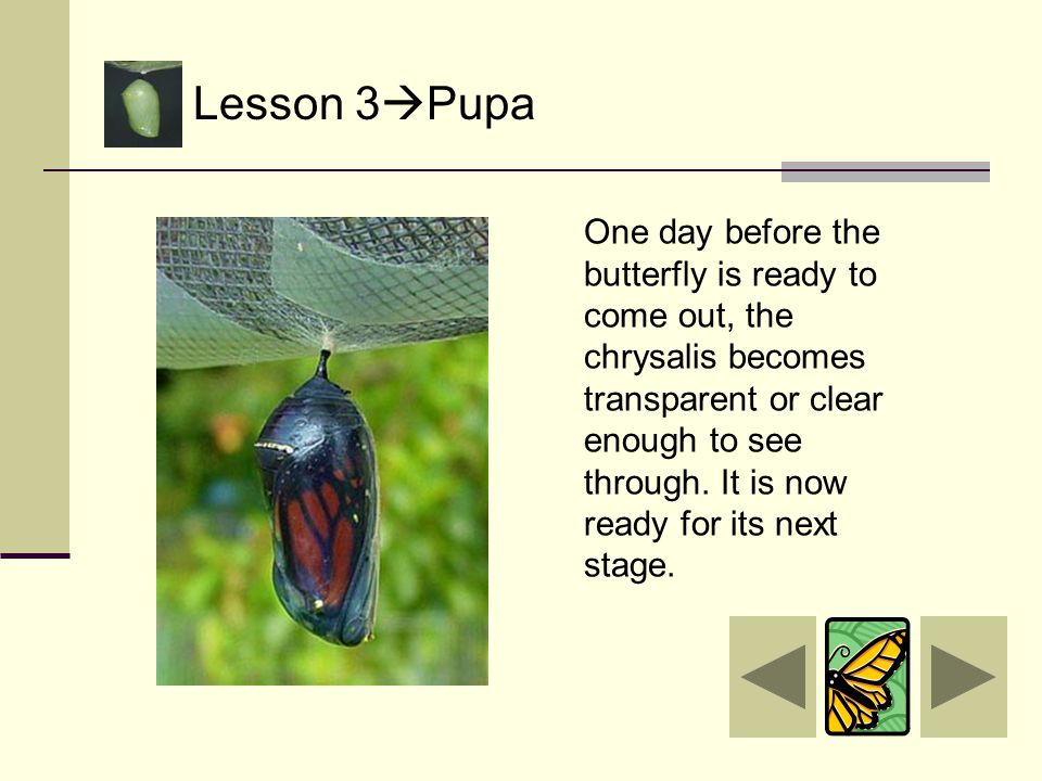 Lesson 3  Pupa The pupa stage continues from a few days up to a few months for some butterflies.