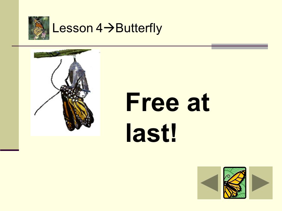 Lesson 4  Butterfly The butterfly is ready to come out of its chrysalis.