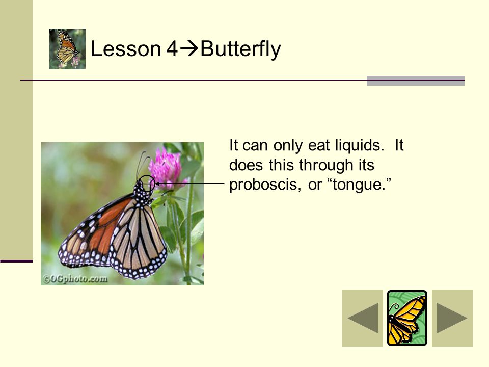 Lesson 4  Butterfly The butterflies wings are wet and wrinkled.