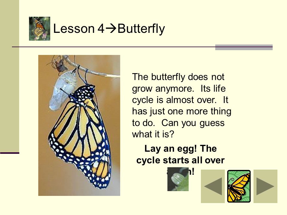 Lesson 4  Butterfly It can only eat liquids. It does this through its proboscis, or tongue.