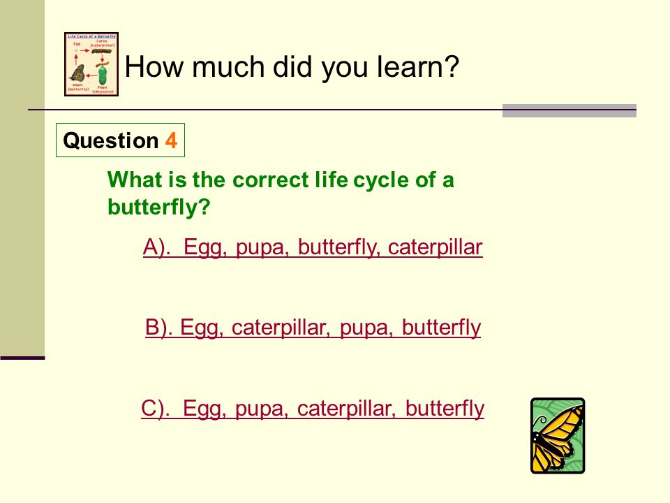 How much did you learn. C). L Oops. Caterpillars do not make the letter L.