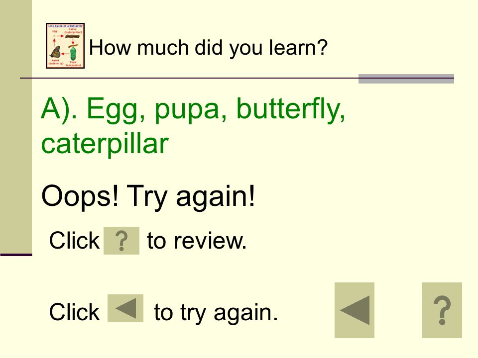 How much did you learn. C). Egg, pupa, caterpillar, butterfly Oops.