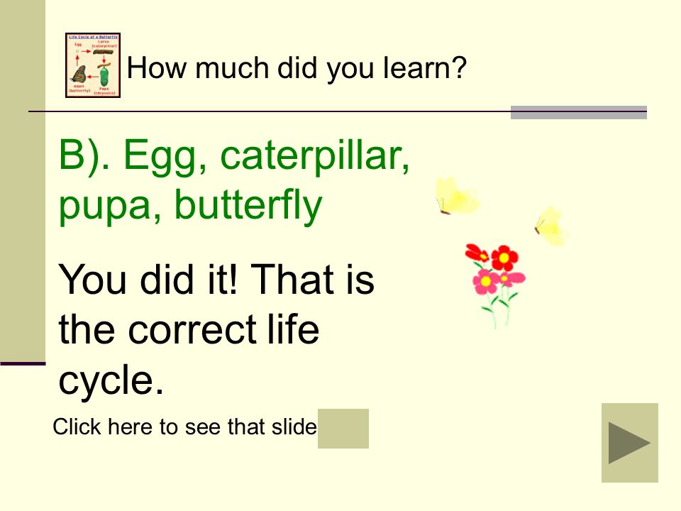 How much did you learn. A). Egg, pupa, butterfly, caterpillar Oops.