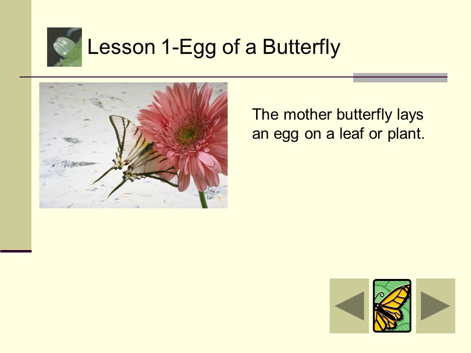 Lesson 1-Egg of a Butterfly Lesson 2-Caterpillar Lesson 3-Pupa Lesson 4-Butterfly Main Menu  Home How much did you learn.