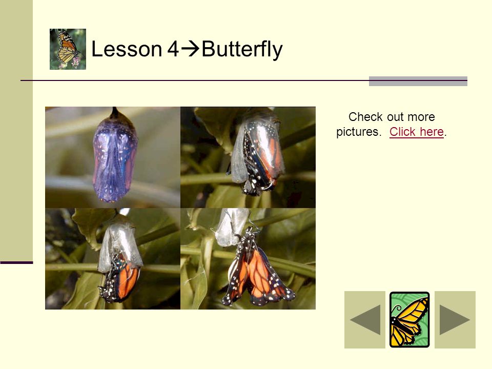 Super job. You are done. I hope you enjoyed going through the life cycle of a butterfly.
