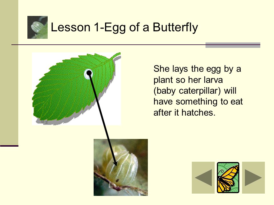 Lesson 1-Egg of a Butterfly The mother butterfly lays an egg on a leaf or plant.
