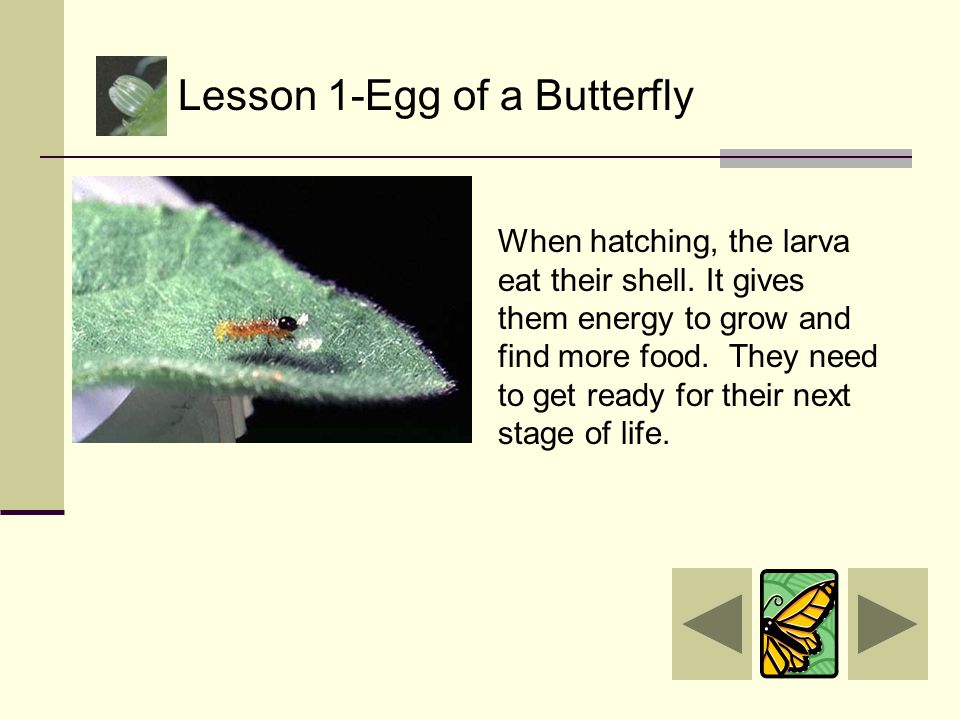 She lays the egg by a plant so her larva (baby caterpillar) will have something to eat after it hatches.