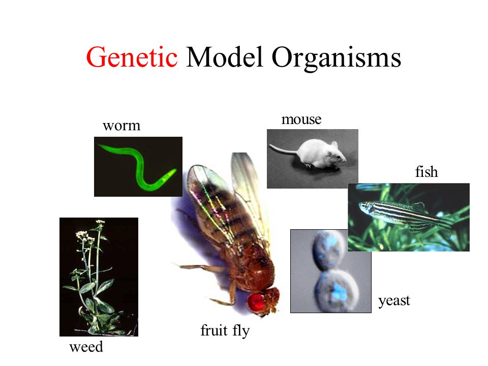 Genetic Model Organisms worm mouse fish yeast fruit fly weed