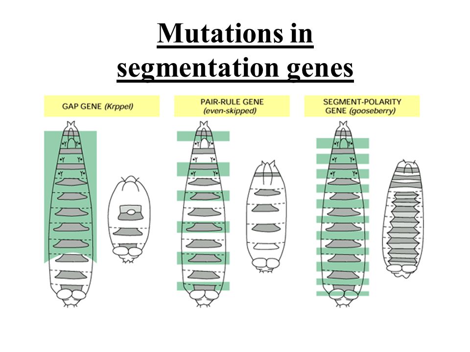 Mutations in segmentation genes