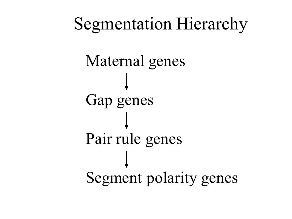 Maternal genes Gap genes Pair rule genes Segment polarity genes Segmentation Hierarchy