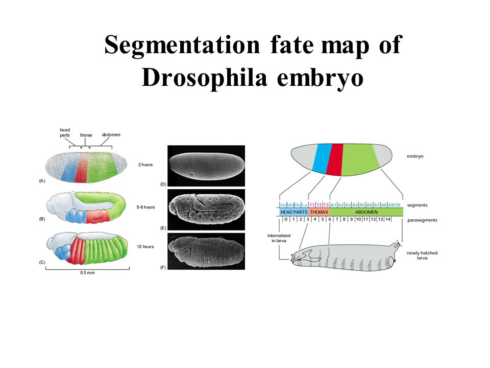 Segmentation fate map of Drosophila embryo