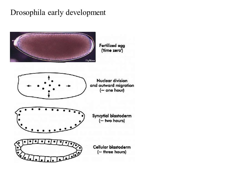 Drosophila early development
