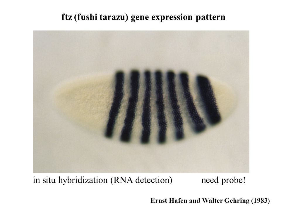 ftz (fushi tarazu) gene expression pattern Ernst Hafen and Walter Gehring (1983) in situ hybridization (RNA detection)need probe!