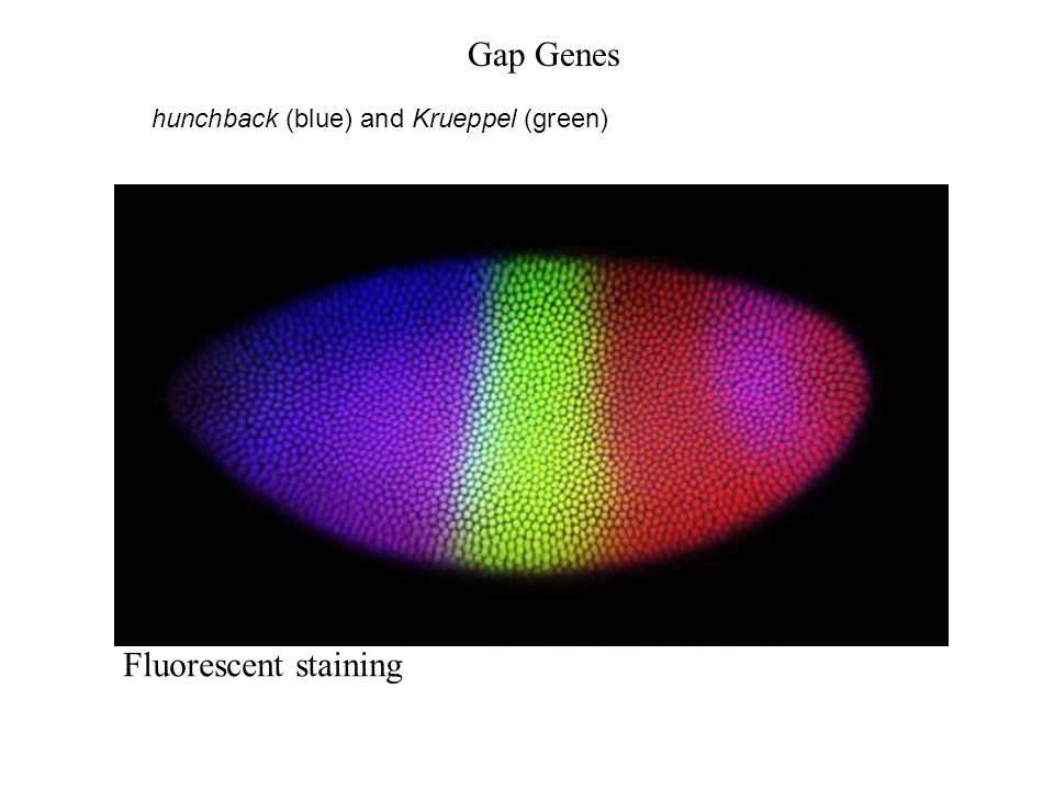 hunchback (blue) and Krueppel (green) Gap Genes Fluorescent staining